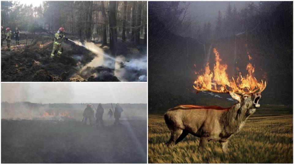 Trwa jeden z najgorszych momentów dla przyrody! Płoną hektary łąk i lasów, giną miliony stworzeń, to efekt wypalania traw