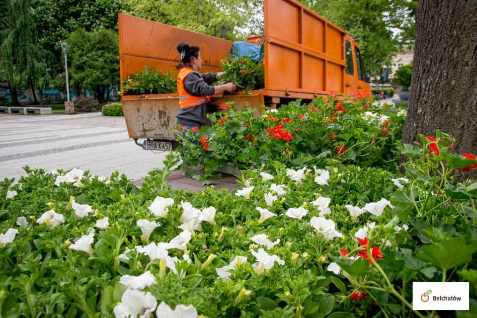 Bełchatów ozdobi ponad 13 tysięcy kwiatów! Trwa pielęgnacja terenów zielonych i wymiana piachu w piaskownicach