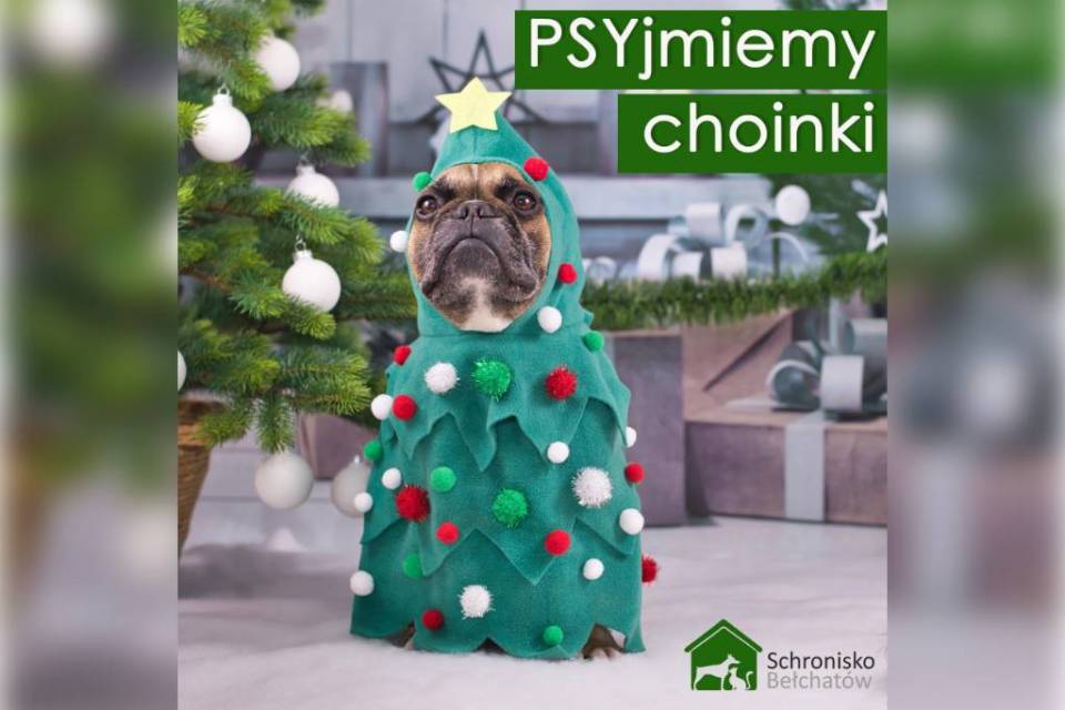 choinka_schronisko_www
