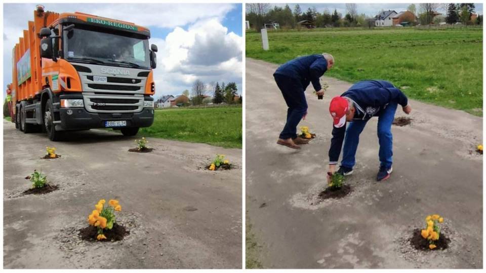Niezłe kwiatki! Mieszkańcy Dobrzelowa w drogowych dziurach posadzili mlecze i bratki. Dlaczego?