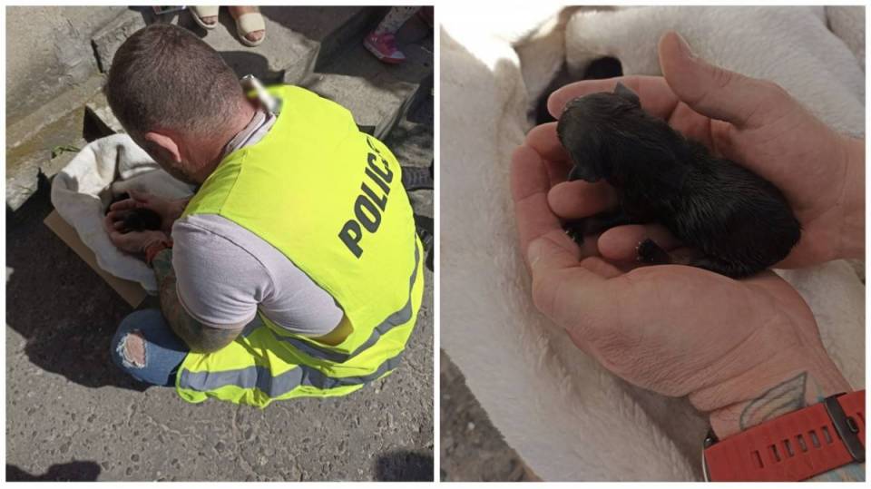 Bestialstwo, 50-latka wyrzuciła szczeniaki w reklamówce! Maleństwa uratowano dzięki czujności świadka i pracy policji